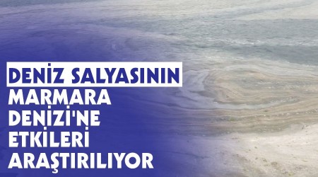 Deniz salyasının Marmara Denizi'ne etkileri araştırılıyor