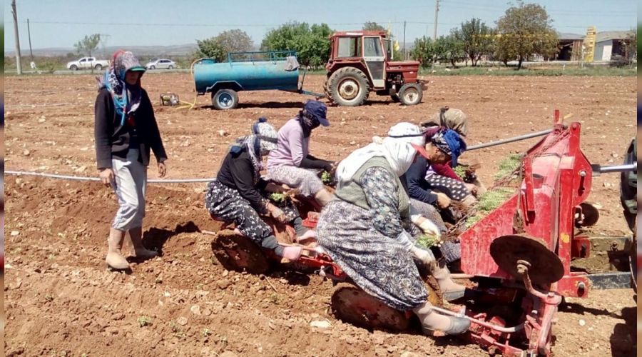 Denizli kekik �retiminde d�nya lideri