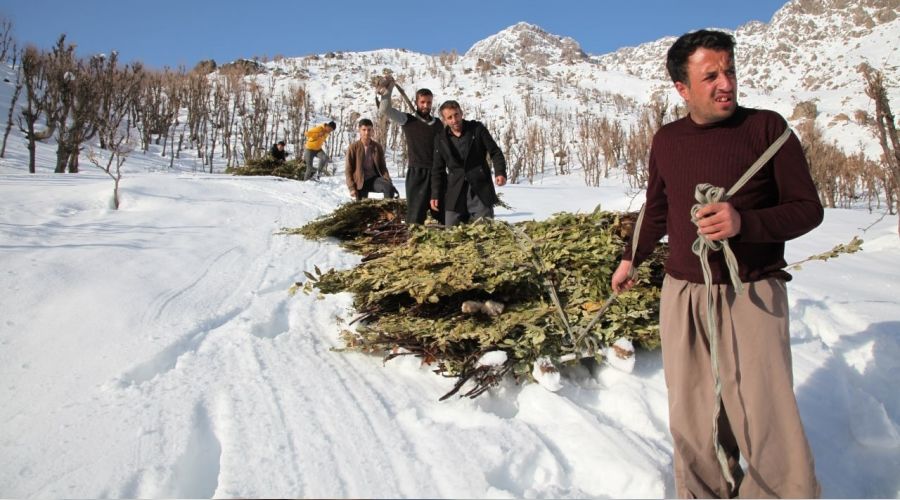 Derecik'te besicilerin zorlu k�� mesaisi