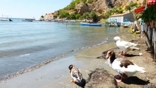 Doanbey: Mbadelenin sessiz ahidi 