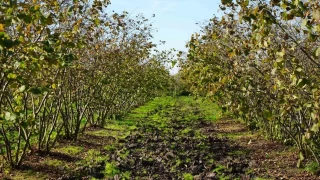 Doru budama ile 500 metrekare, 10 dnmden alnan fnd solluyor