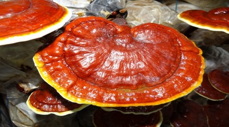 Düzce Üniversitesinde "Reishi mantarı miseli üretildi"