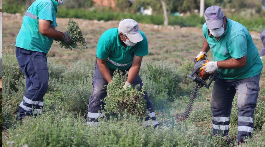 Efeler'in �ifal� kekikleri hasat ediliyor