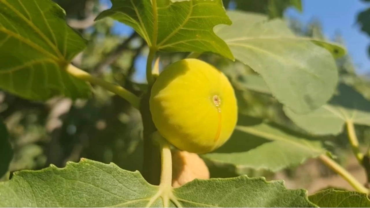 Ege'nin bereketli ovası Tire'de tarım ve çiftçilerin sesi