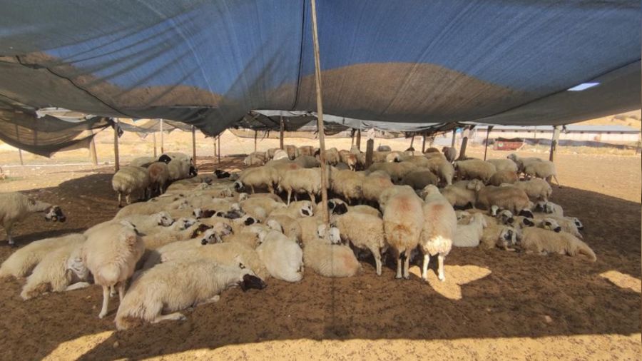 Elazığ'da çiftçiler 40 bin lira maaşa çoban bulunmuyor