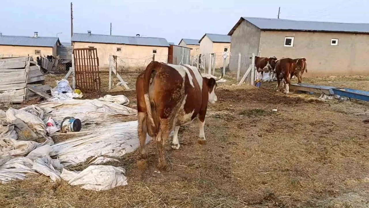 Elaz��'da �ap hastal��� �reticiyi zorluyor