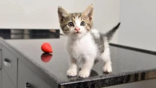 Evde kedi bakm