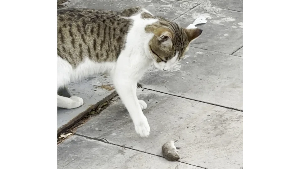 Farenin oscarlık performansı kamerada