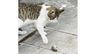 Farenin oscarlık performansı kamerada