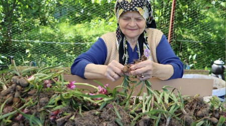 Fındık diyarı Ordu'da salep hasadı başladı