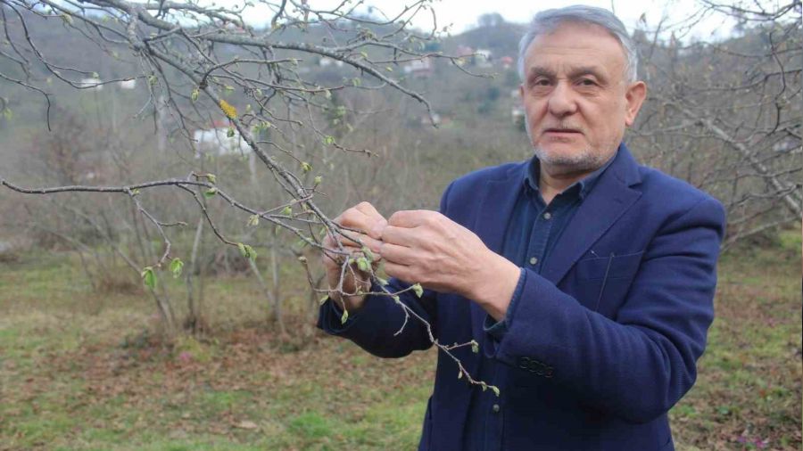 Fındık için nisan yağmurları bekleniyor