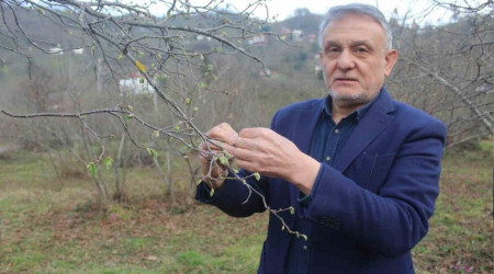 Fındık için nisan yağmurları bekleniyor