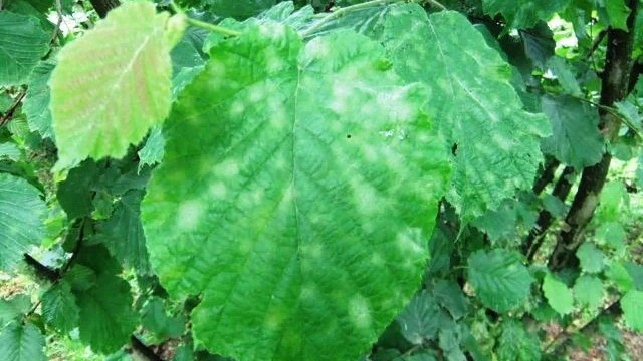 Fındık üreticisine 'küllenme' uyarısı