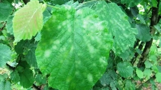 Fndk reticisine 'kllenme' uyars