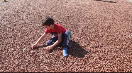 Fındıkta Çin pazarı büyüyor