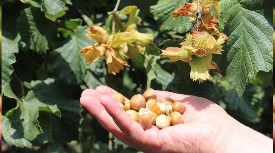 F�nd�ktan 1 milyar 124 milyon dolar d�viz girdi