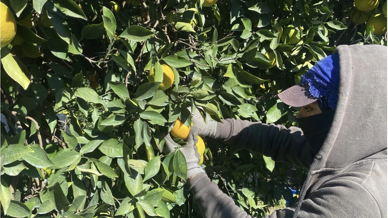 Finike'de portakal sezonu başladı, 250 bin ton rekolte bekleniyor