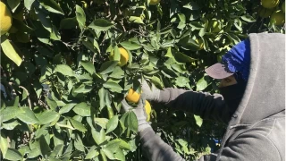 Finike'de portakal sezonu başladı, 250 bin ton rekolte bekleniyor