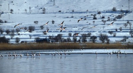 Flamingolar kışı Van Gölü'nde geçiriyor