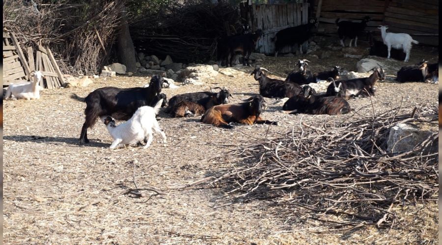 Foça'da kara keçi sayısı azaldı