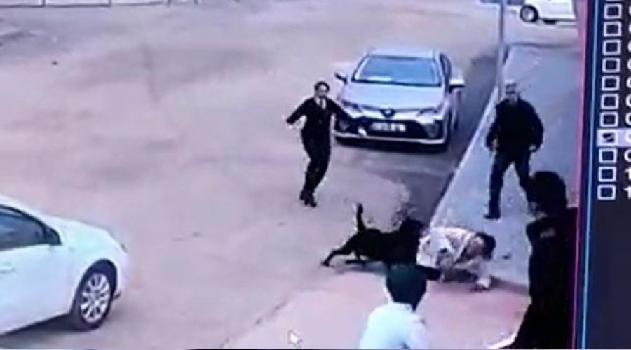 Gaziantep'te pitbull'dan sonra rottweiler dehşeti