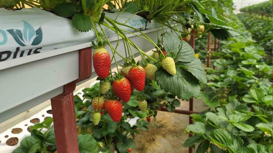 Giresun'da topraks�z tar�mda �ilek �retimi art�yor