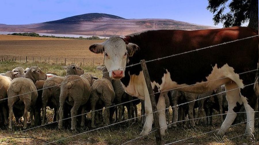 Gökçebey ilçesinde şap hastalığı görüldü