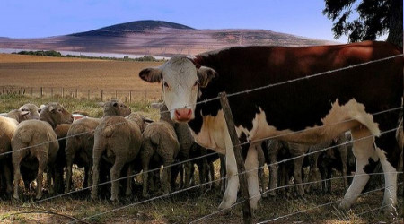Gökçebey ilçesinde şap hastalığı görüldü