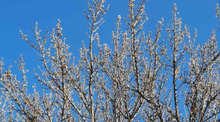 Güneşe aldanıp kış ortasında çiçek açtılar