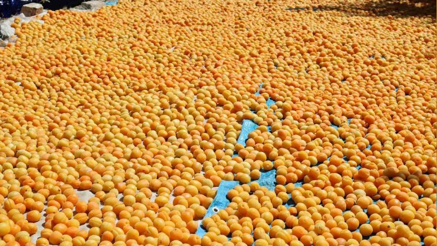 G�r�n kay�s�s� markala�ma yolunda