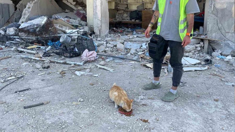 Hatay'da bu kedi enkazda 76 gn sonra canl olarak bulundu