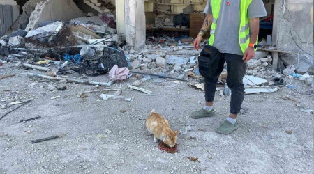 Hatay'da bu kedi enkazda 76 gn sonra canl olarak bulundu
