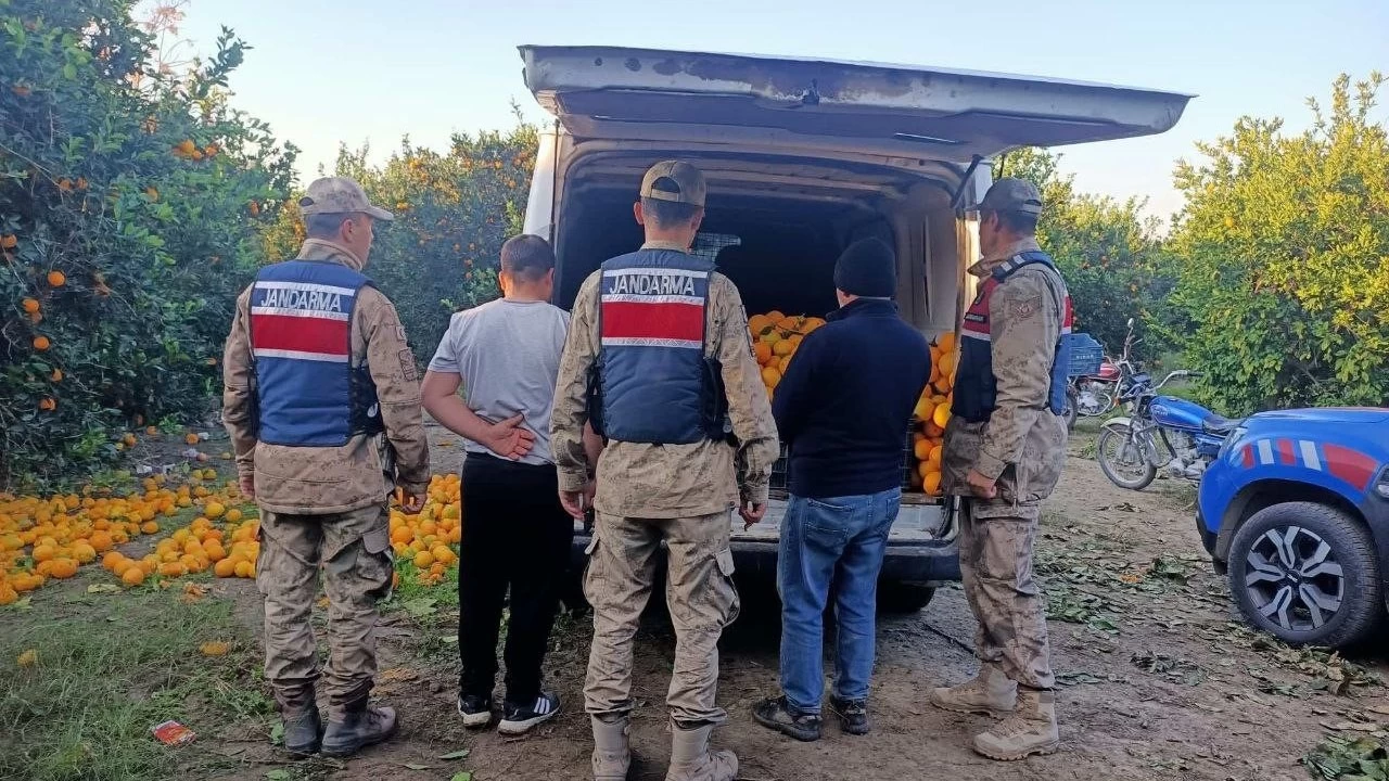 Hatay'da portakal hrszlar sust yakaland