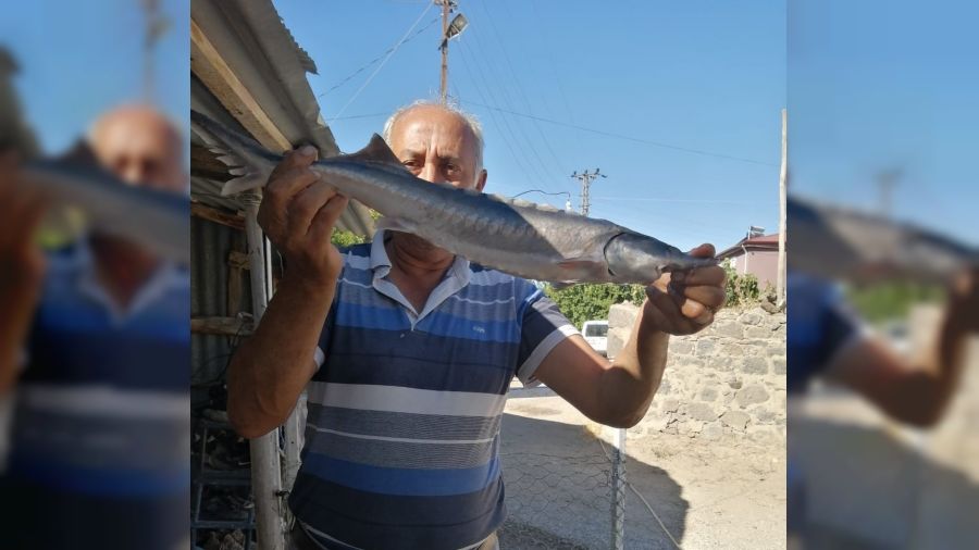 Havyarı 2 milyon liraya kadar çıkan balık, büyüklüğü ile şaşırttı