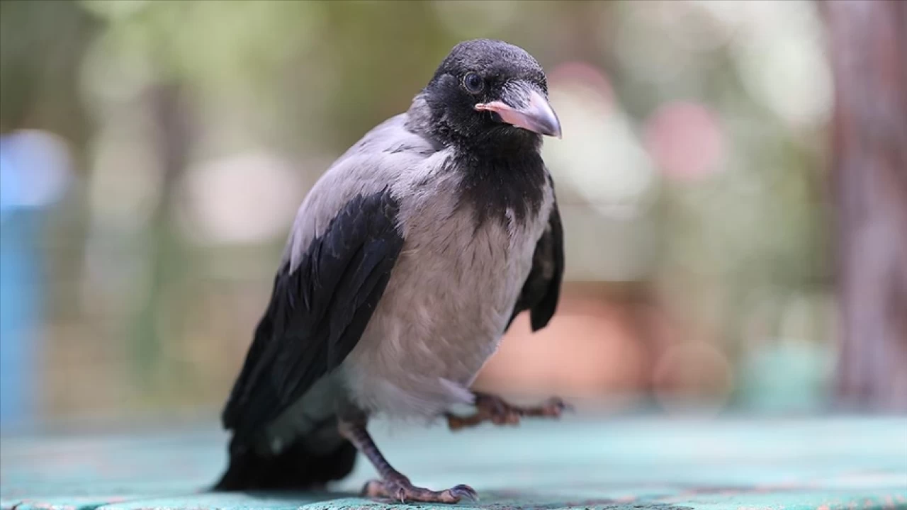 Hayvanlar aras�ndaki en zeki t�r kargalard�r