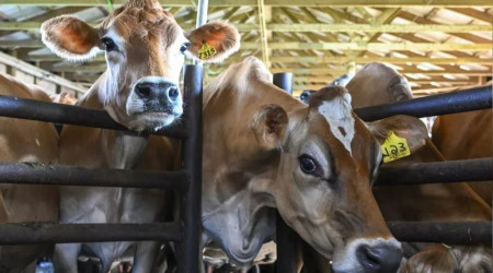 Hollanda besi çiftliklerini azaltıyor
