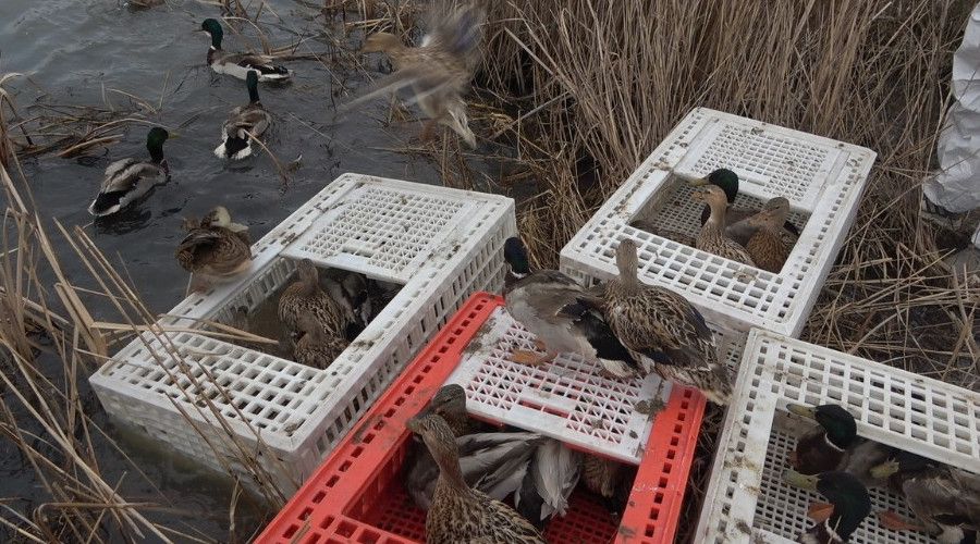 ��neada longoz orman�na 900 �rdek sal�nd�