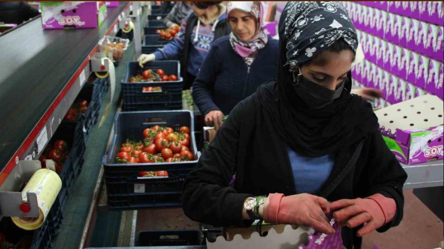 İhracat yasağı kalktı, domates hareketliliği başladı