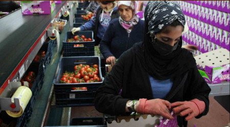 İhracat yasağı kalktı, domates hareketliliği başladı