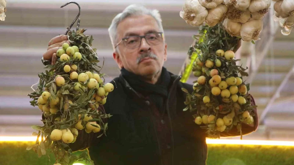 İki yılda bir yetişiyor, bu meyve sipariş üzerine satılıyor