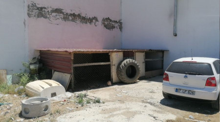 İş yerini bekleyen rottweiler cinsi köpekler hırsızlar tarafından çalındı