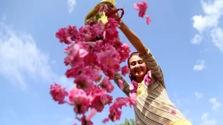 Isparta'nn yaylalarnda gl hasad sryor