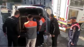 Jandarmadan kpek dvlerine sust