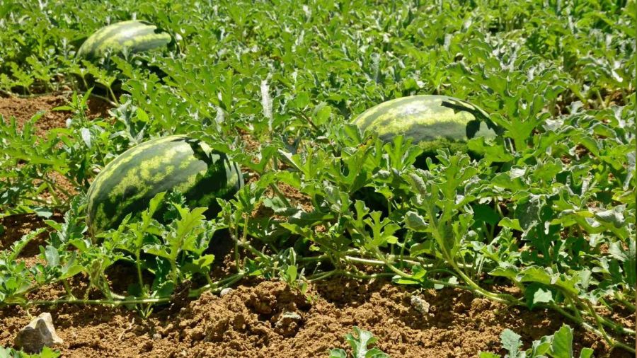 Kand�ra karpuzu Diyarbak�r ve Adana'ya rakip oldu