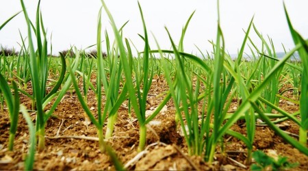 Kar ya Takpr sarmsana ila oldu