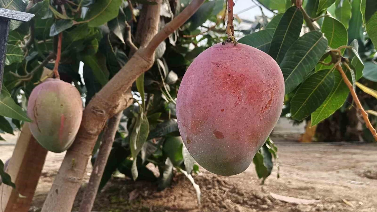 Karadeniz'de muz ve mango yetişiyor