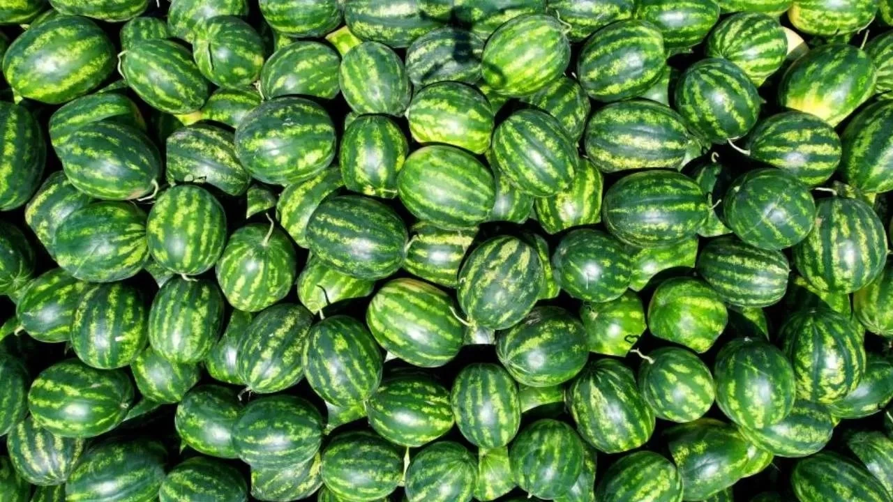 Karpuz: Yaz�n serinletici meyvesi