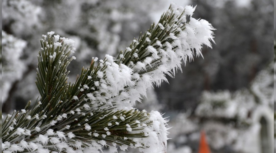 Kars'ta a�a�lar k�ra��yla beyaza b�r�nd� 