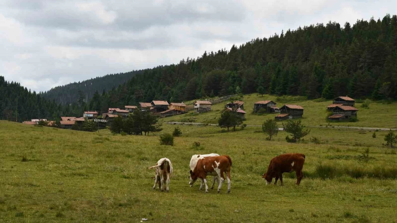 Kastamonu yaylaları hayvancıların en büyük geçim kaynağı