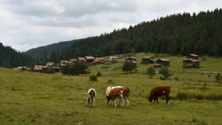 Kastamonu yaylalar hayvanclarn en byk geim kayna